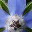 Borage