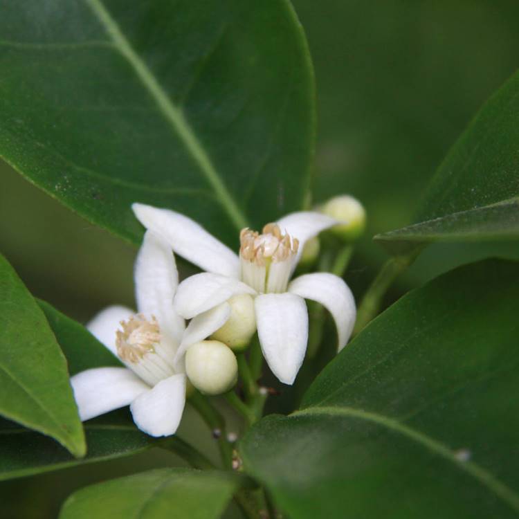 Bergamot :: Materia Aromatica