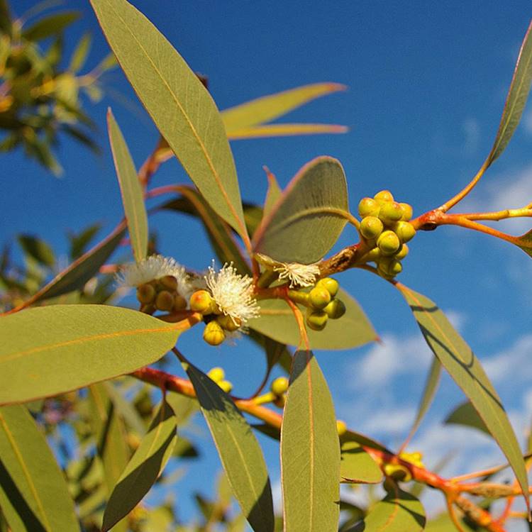 Eucalyptus, lemon-scented :: Materia Aromatica