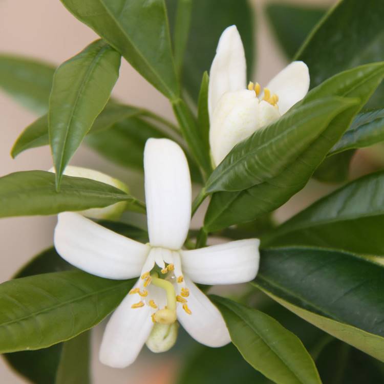 Orange blossoms