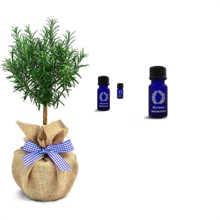 Rosemary, ct verbenone