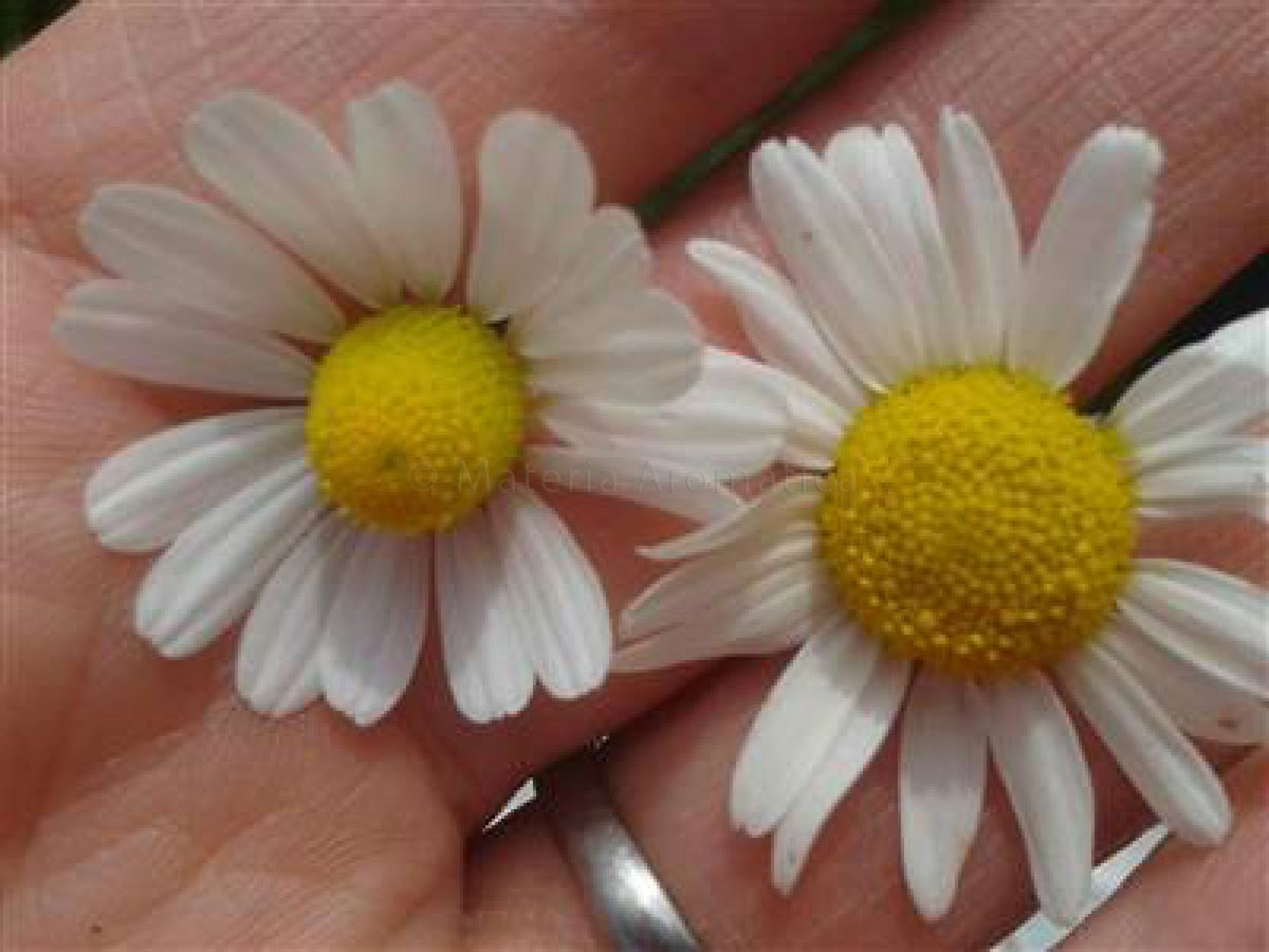 What Is The Difference Between Roman And German Chamomile – KUNYPG